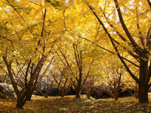 Senbon Ginkgo Garden